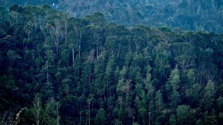 Envol Vert quantifie pour la première fois l'impact des importations d'un pays dans la déforestation. Envol Vert quantifie pour la première fois l'impact des importations d'un pays dans la déforestation.