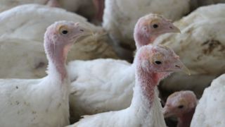 Un foyer de grippe aviaire hautement pathogène (IAHP) a été découvert dans un élevage de dindes à Nort-sur-Erdre (Loire-Atlantique). Un foyer de grippe aviaire hautement pathogène (IAHP) a été découvert dans un élevage de dindes à Nort-sur-Erdre (Loire-Atlantique).