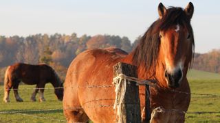 Les chevaux de trait volés en France étaient revendus en Roumanie pour les travaux de débardage dans les forêts.