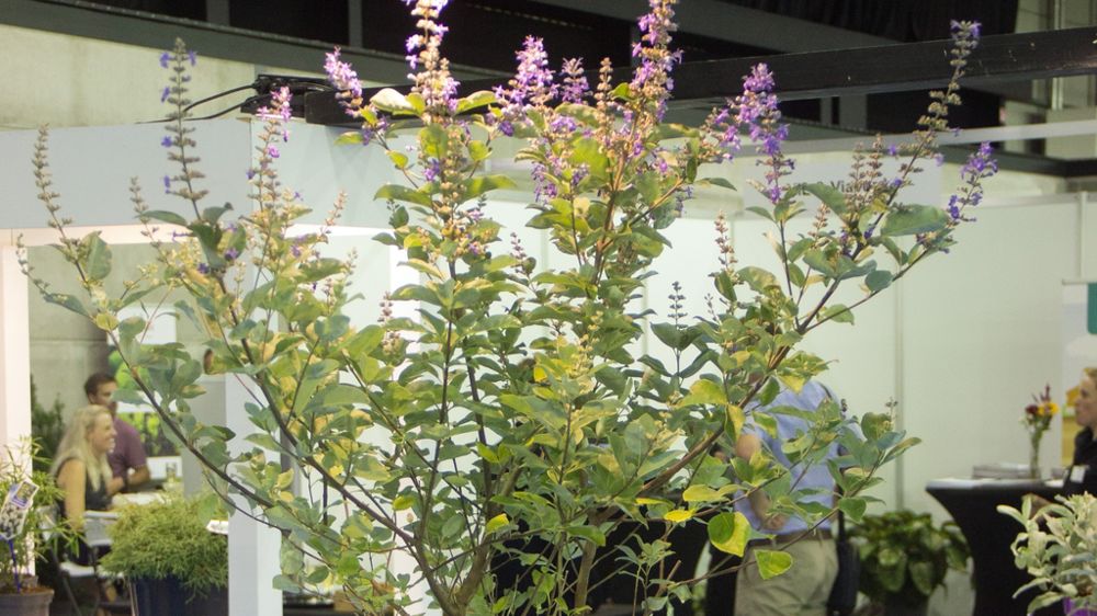 Vitex Magical® 'Daniel Searle' Chicagoland Blues.