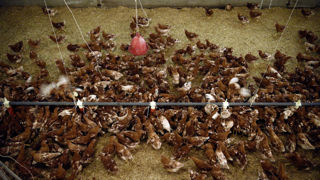 Le ministère de l’Agriculture remonte niveau de risque vis-à-vis de l’influenza aviaire hautement pathogène de « modéré » à « élevé » sur l'ensemble du territoire métropolitain. Le ministère de l’Agriculture remonte niveau de risque vis-à-vis de l’influenza aviaire hautement pathogène de « modéré » à « élevé » sur l'ensemble du territoire métropolitain.