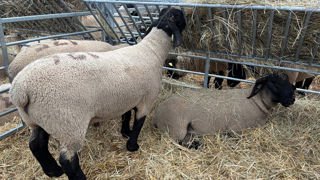 9 béliers sur 14 ont été vendus aux enchères lors de la vente de suffolks organisée au Sommet de l'élevage. 9 béliers sur 14 ont été vendus aux enchères lors de la vente de suffolks organisée au Sommet de l'élevage.