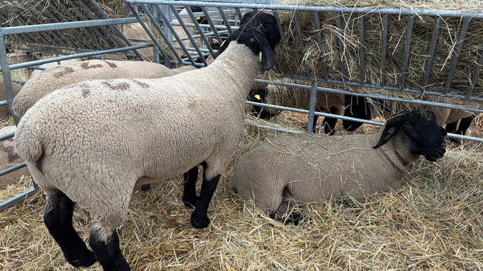 9 béliers sur 14 ont été vendus aux enchères lors de la vente de suffolks organisée au Sommet de l'élevage.