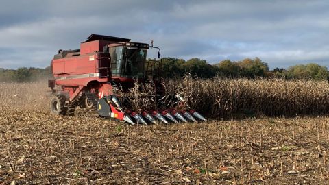 En France, le rendement du maïs grain est pour l'heure estimé à 88,5 q/ha selon Arvalis, contre 117 q/ha aux États-Unis.