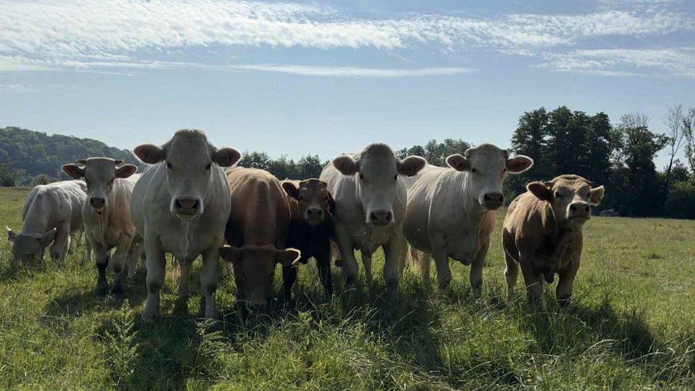 Vaches au pré Vaches au pré