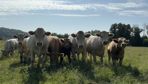 Pour l'économiste, la disponibilité en viande depuis les pays tiers n'est pas une ressource infinie. Pour l'économiste, la disponibilité en viande depuis les pays tiers n'est pas une ressource infinie.