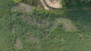 Une parcelle de maïs saccagée par des sangliers en Moselle. Une parcelle de maïs saccagée par des sangliers en Moselle.