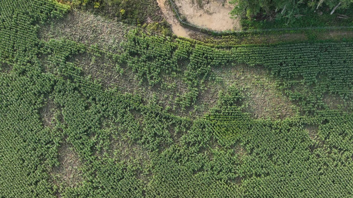 Une parcelle de maïs saccagée par des sangliers en Moselle.