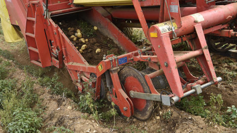 Dans un contexte de surproduction, certains producteurs laissent des pommes de terre au champ, s’orientent vers des débouchés alternatifs ou les stockent.