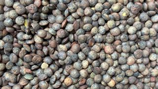 Terres Inovia relève des différences entre les semis précoces de lentilles, qui ont bénéficié de bonnes conditions et les semis tardifs qui ont davantage souffert des pics de chaleur. Terres Inovia relève des différences entre les semis précoces de lentilles, qui ont bénéficié de bonnes conditions et les semis tardifs qui ont davantage souffert des pics de chaleur.