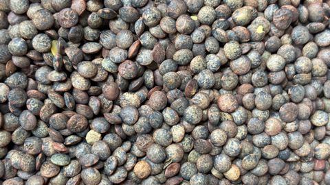 Terres Inovia relève des différences entre les semis précoces de lentilles, qui ont bénéficié de bonnes conditions et les semis tardifs qui ont davantage souffert des pics de chaleur. Terres Inovia relève des différences entre les semis précoces de lentilles, qui ont bénéficié de bonnes conditions et les semis tardifs qui ont davantage souffert des pics de chaleur.