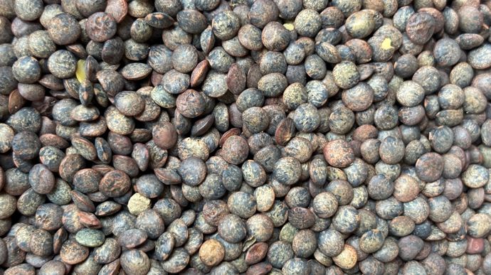 Terres Inovia relève des différences entre les semis précoces de lentilles, qui ont bénéficié de bonnes conditions et les semis tardifs qui ont davantage souffert des pics de chaleur.