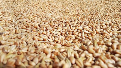 Les blés tendres bio récoltés en 2025 sont secs, « grâce aux conditions sèches à la récolte ». Les blés tendres bio récoltés en 2025 sont secs, « grâce aux conditions sèches à la récolte ».