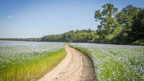 Pour Semae, la filière lin entend « bâtir aujourd'hui les fondations d'un approvisionnement durable en semences ». Pour Semae, la filière lin entend « bâtir aujourd'hui les fondations d'un approvisionnement durable en semences ».