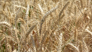 Environ 100 000 tonnes de blé tendre français par an sont labellisées Agri-Éthique.