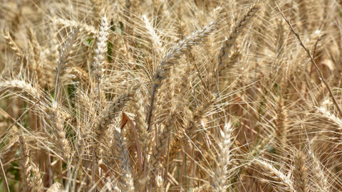Environ 100 000 tonnes de blé tendre français par an sont labellisées Agri-Éthique.