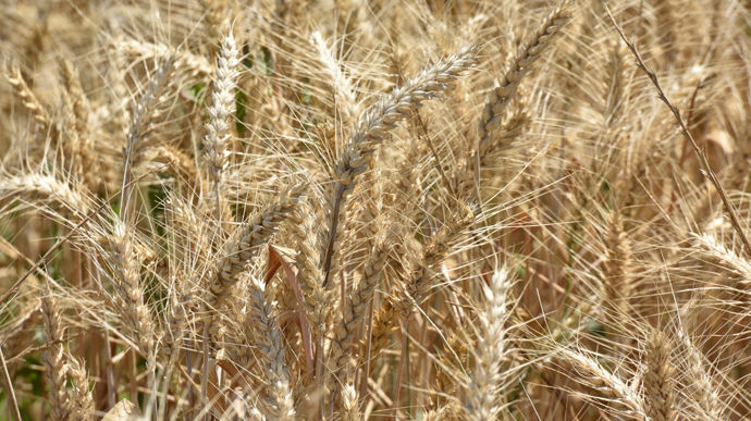 Blé tendre équitable : les opérateurs doivent « être prêt à gagner ou à perdre »