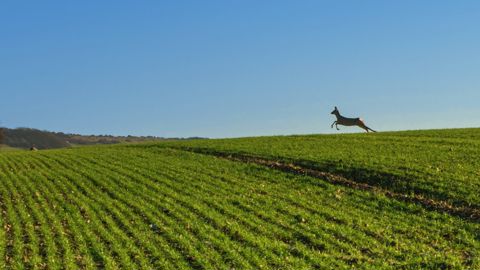Alors que la saison de la chasse est ouverte, quelle est la réglementation en cas d'accident ?