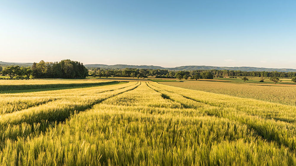 FIRUZA®, le nouveau fongicide qui conjugue sécurité, souplesse et rentabilité 