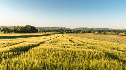 FIRUZA®, le nouveau fongicide qui conjugue sécurité, souplesse et rentabilité 