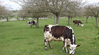 Acteurs de la recherche, représentants des vétérinaires, de l’agriculture et de l’Administration ont fait le point en Normandie sur les stratégies de lutte contre la tuberculose.