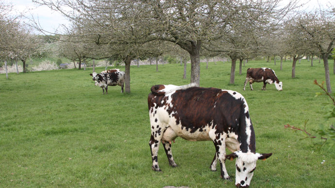 Acteurs de la recherche, représentants des vétérinaires, de l’agriculture et de l’Administration ont fait le point en Normandie sur les stratégies de lutte contre la tuberculose.