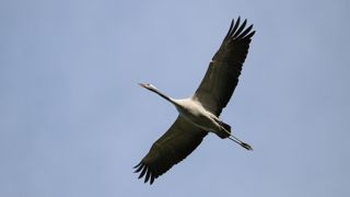 En Europe entre début août et le 26 octobre, 85 foyers ont été détectés dans des élevages de volailles. En Europe entre début août et le 26 octobre, 85 foyers ont été détectés dans des élevages de volailles.