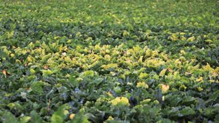 Le temps que des alternatives soient disponibles, l'Inrae estime « souhaitable » de pouvoir encore compter sur le Movento (spirotétramate) pour lutter contre la jaunisse de la betterave. Le temps que des alternatives soient disponibles, l'Inrae estime « souhaitable » de pouvoir encore compter sur le Movento (spirotétramate) pour lutter contre la jaunisse de la betterave.