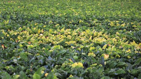 Le temps que des alternatives soient disponibles, l'Inrae estime « souhaitable » de pouvoir encore compter sur le Movento (spirotétramate) pour lutter contre la jaunisse de la betterave. Le temps que des alternatives soient disponibles, l'Inrae estime « souhaitable » de pouvoir encore compter sur le Movento (spirotétramate) pour lutter contre la jaunisse de la betterave.