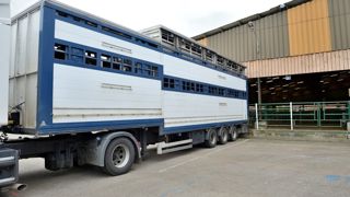 Camion bétaillère à double étage dans un centre d'allotement des bovins.