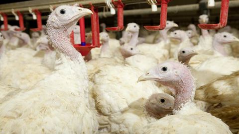 La préfecture de la Marne a annoncé la détection d’un foyer d’influenza aviaire hautement pathogène (IAHP) dans un élevage de dindes du département le 30 octobre 2025.