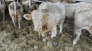 La préfecture du Cantal a placé deux élevages de bovins du département sous surveillance à cause de la dermatose nodulaire contagieuse (DNC).
