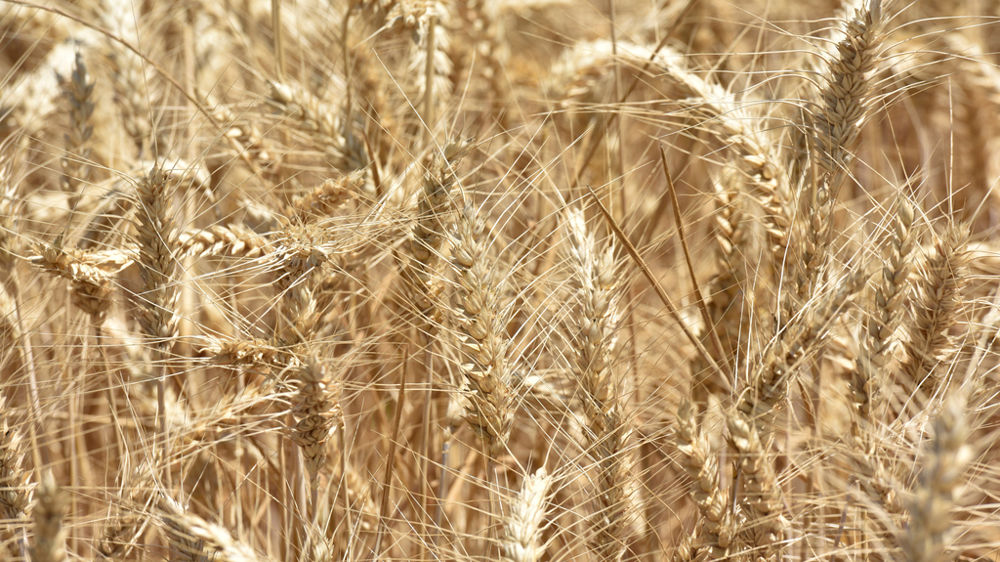 Plantureux intervient sur les marchés physiques et dérivés, notamment des céréales et des oléagineux.