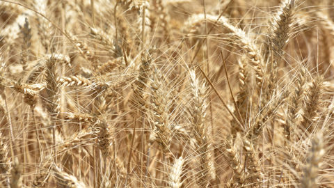 Plantureux intervient sur les marchés physiques et dérivés, notamment des céréales et des oléagineux.