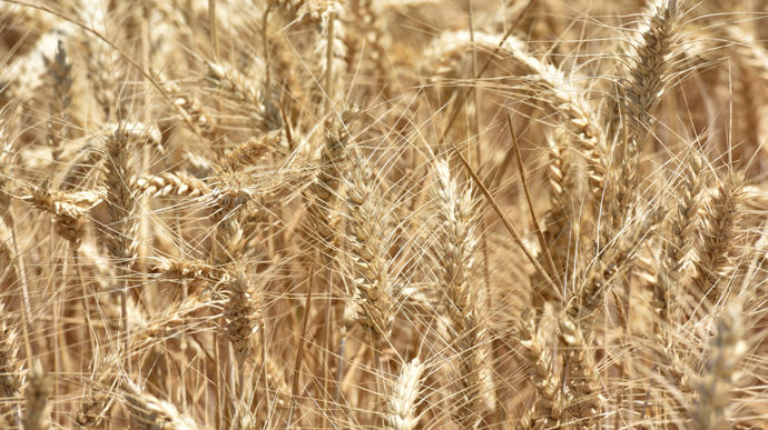 Plantureux intervient sur les marchés physiques et dérivés, notamment des céréales et des oléagineux.