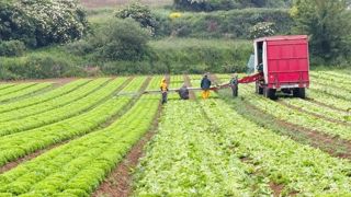 La production française de laitues de la campagne de 2025-2026 est estimée à 427,5 millions de têtes, soit une hausse de 2 % sur an.