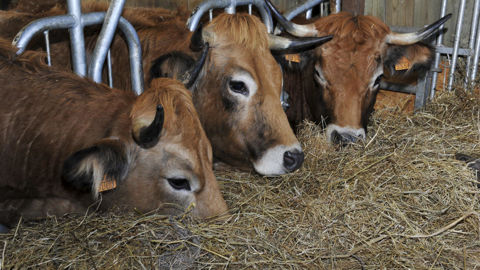 Les abattages de vaches allaitantes ont reculé de 5,0 % par rapport à septembre 2024, et ceux de vaches laitières de 12,4 %.