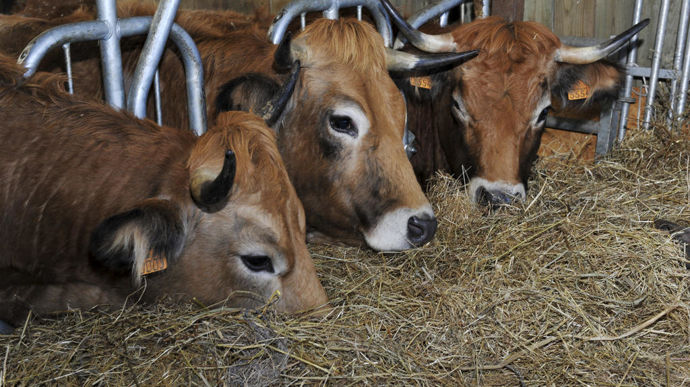 Les abattages de vaches allaitantes ont reculé de 5 % par rapport à septembre 2024, et ceux de vaches laitières de 12,4 %.