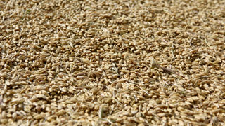 Les productions argentines et australiennes sont pour l'heure attendues abondantes.