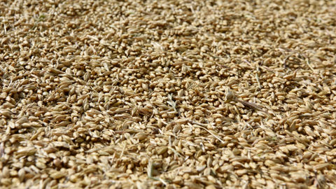 Les productions argentines et australiennes sont pour l'heure attendues abondantes.