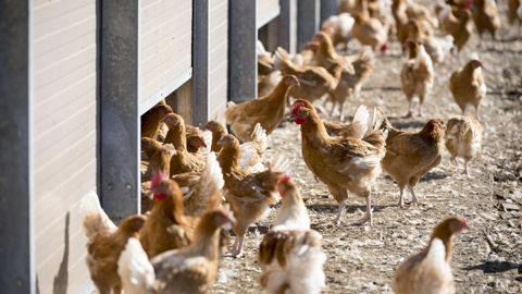 Le rapport du Fadear présenté le 4 novembre 2025 révèle que malgré une exposition élevée, la majorité des fermes porcines et avicoles plein air affichent « un degré de maîtrise satisfaisant ou élevé ».