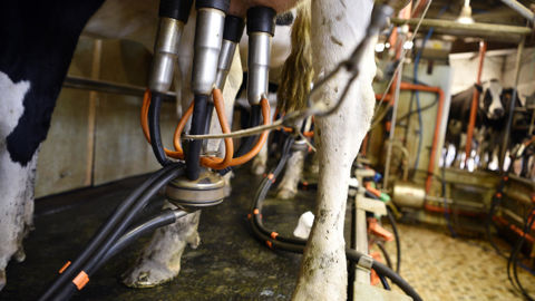 Le rapport du CGAAER rappelle que le cheptel de vaches laitières a chuté de 15 % entre 2018 et 2024.