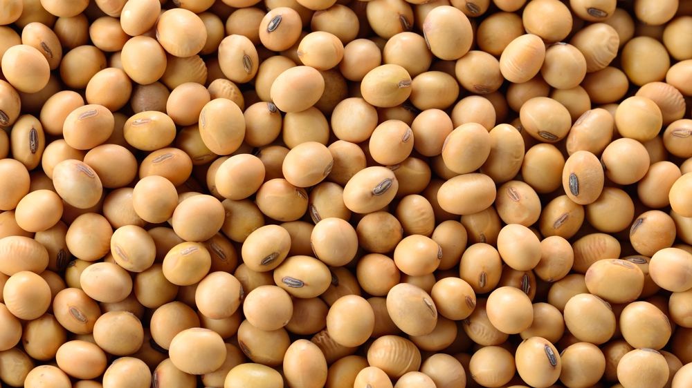 A Chicago, le cours du soja est en hausse depuis une semaine.