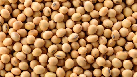 A Chicago, le cours du soja est en hausse depuis une semaine.