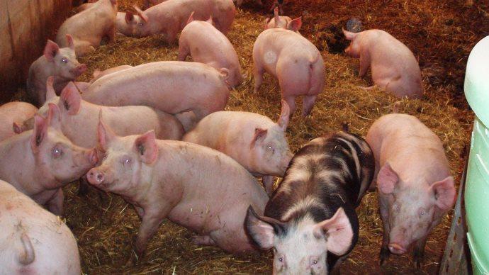 Porcs