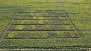 Plusieurs prochaines évolutions budgétaires ou règlementaires pourraient impacter les capacités d'innovation des semenciers français, estime l'organisation qui les représente (UFS).