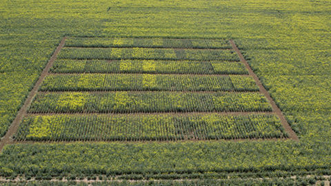 Plusieurs prochaines évolutions budgétaires ou règlementaires pourraient impacter les capacités d'innovation des semenciers français, estime l'organisation qui les représente (UFS).