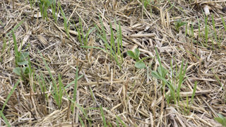 Les pratiques « assurant une couverture du sol » dans les plans stratégiques de la Pac sont parmi les plus à même d'améliorer plusieurs caractéristiques du sol, selon l'analyse.