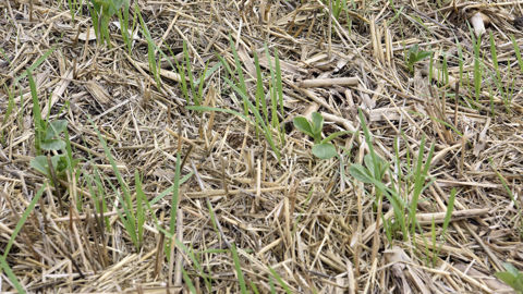 Les pratiques « assurant une couverture du sol » dans les plans stratégiques de la Pac sont parmi les plus à même d'améliorer plusieurs caractéristiques du sol, selon l'analyse.