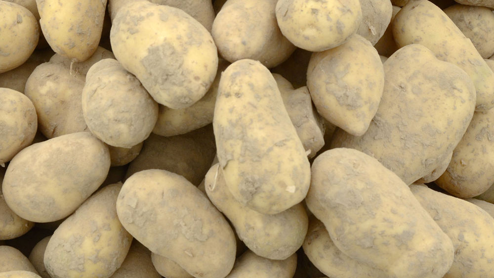 Arvalis rappelle les points de contrôle pour les pommes de terre au stockage.